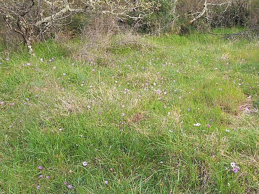 travišče (foto: Jana Laganis)