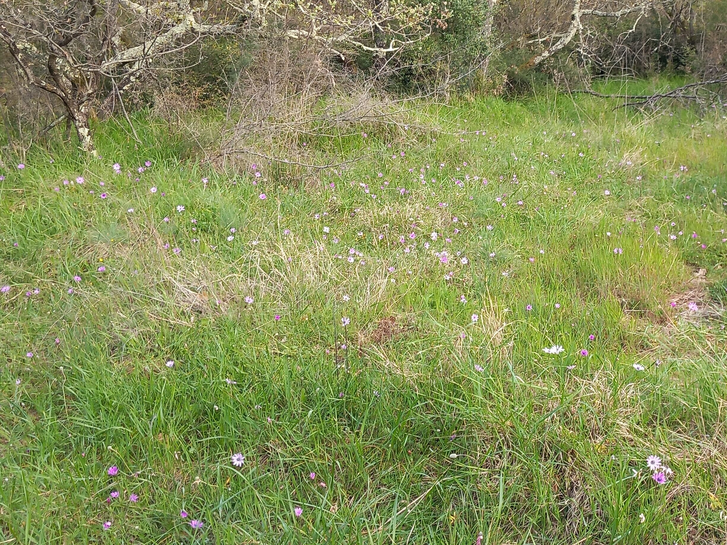 travišče (foto: Jana Laganis)