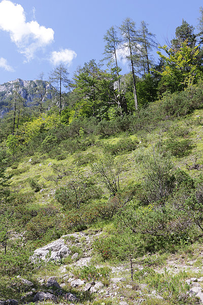 rušje in macesen