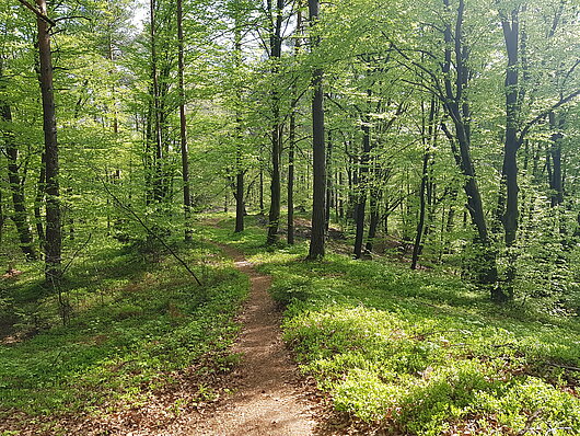 Spomladanski gozd območje Nature 2000 Rašica (Foto: Vesna Petkovska)