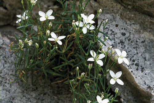 rastlina Tommasinijeva popkoresa z belimi cvetovi
