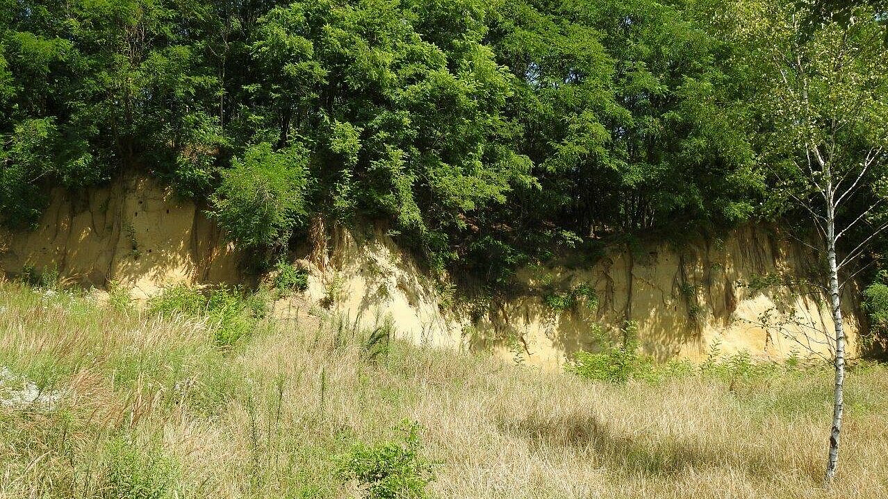 Del gnezdilne stene lani (Foto: Karmen Jazbinšek)