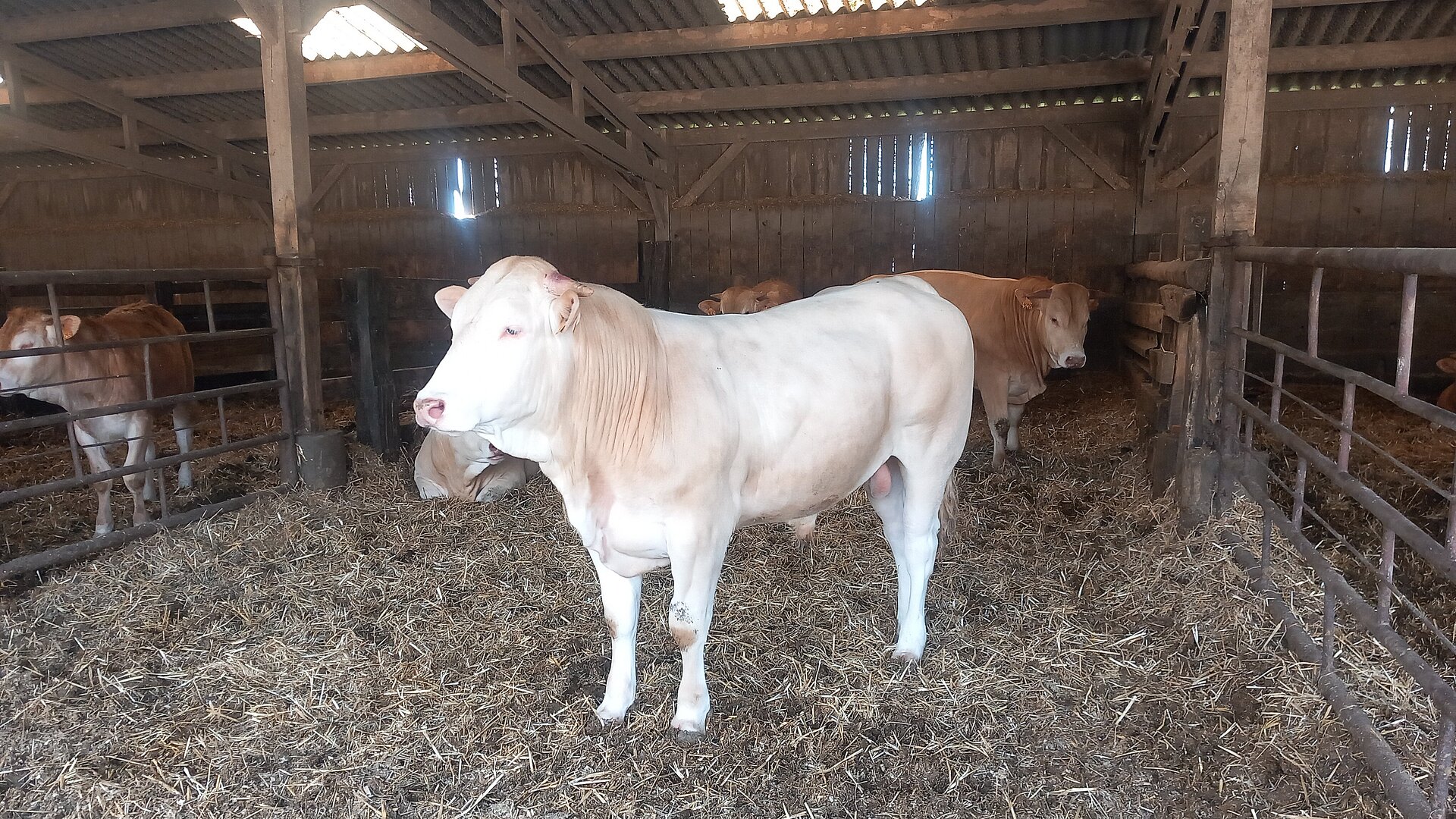 Mesna pasma goveda Blonde d’Aquitaine (foto: Petra Korenak)