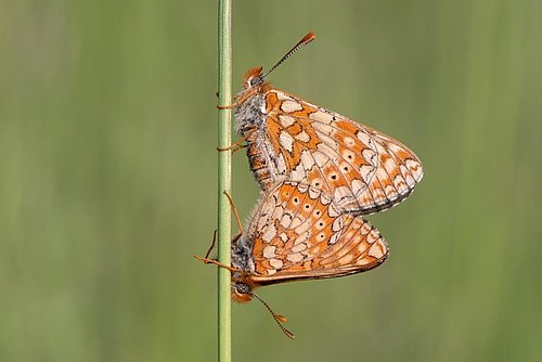 fotografija metulja travniškega postavneža - parjenje