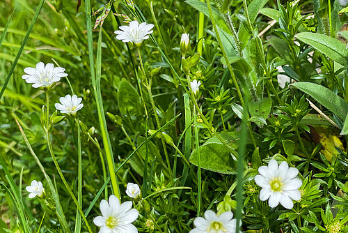 beli cvetovi kratkodlakave popkorese in modri cvetovi spominčice v zelenju