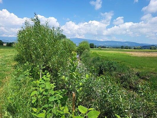 Odstranjevanje japonskega dresnika - omejevanje dresnika z vrbovimi popleti (foto: Direkcija Republike Slovenije za vode)