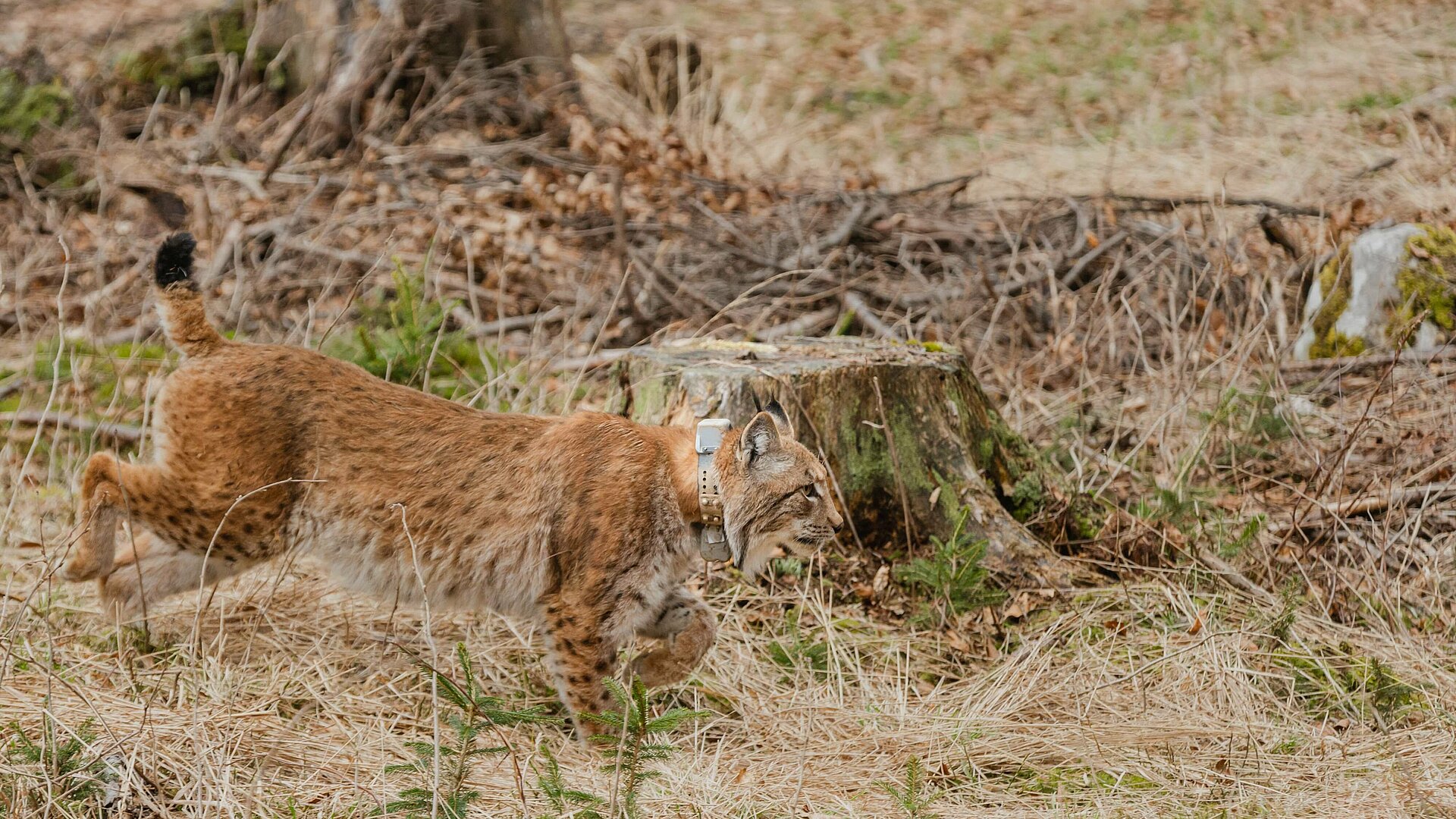 Zavod za gozdove Slovenije: LIFE Lynx – reševanje risov pred izumrtjem