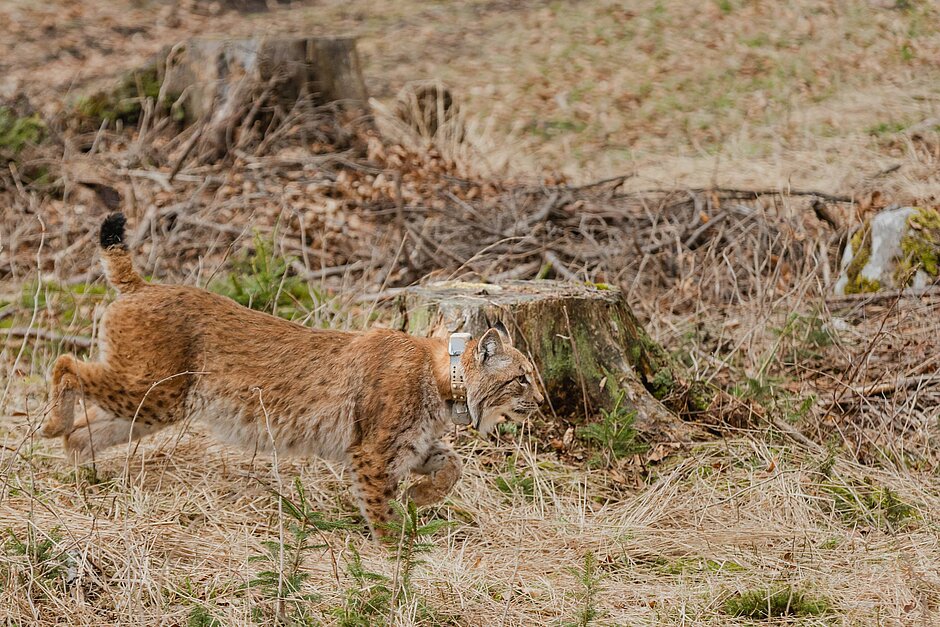 Zavod za gozdove Slovenije: LIFE Lynx – reševanje risov pred izumrtjem