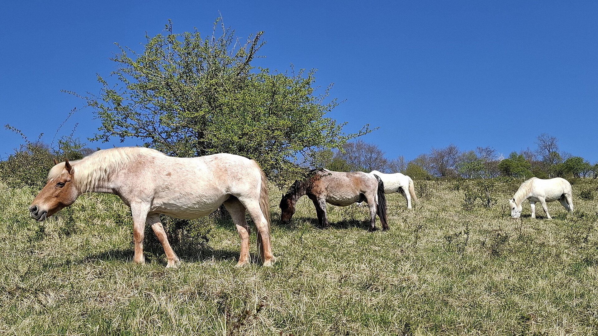 Paša konj na naravovarstveno pomembnih površinah pašne skupnosti (foto: Petra Korenak)