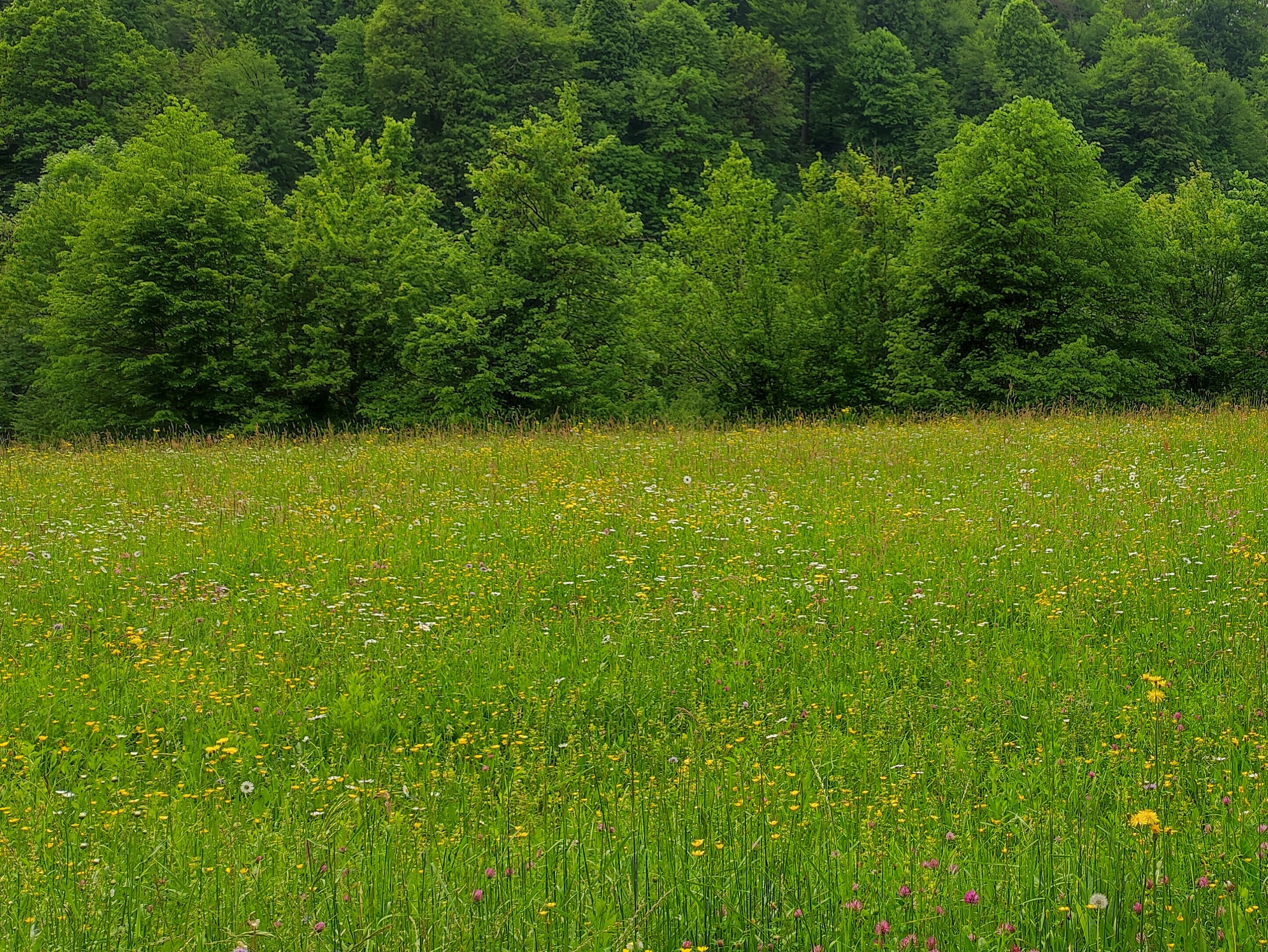 pisan poletni nižinski travnik, v ozadju gozdni rob (foto: Vesna Petkovska)