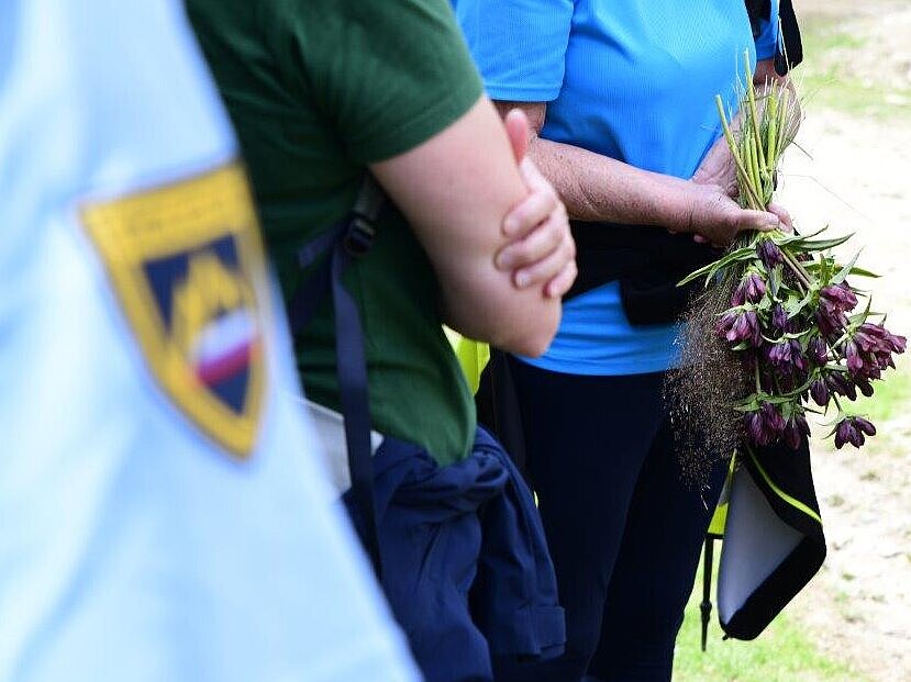 nabrano zavarovano planinsko cvetje - panonski svišč