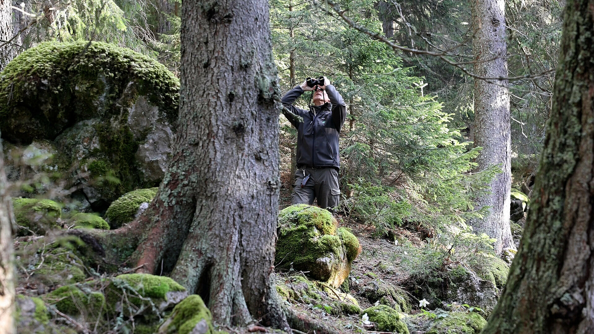 Veronika Petrin in Gregor Štancar, Zavod za gozdove, Območna enota Nazarje: »Izvajamo popis triprstega detla in označujemo habitatna drevesa.« (Foto: Zavod Štirna)