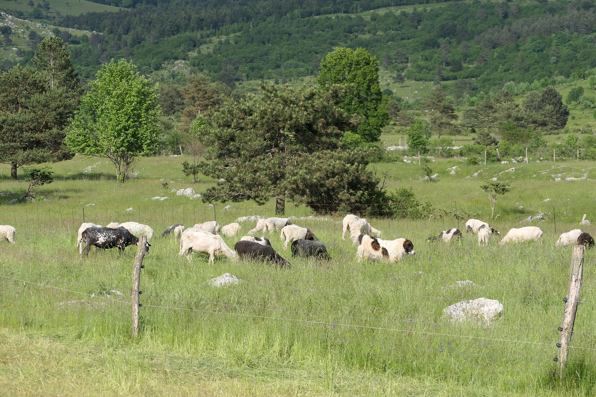 Čreda ovac in pastirski psi na pašniku