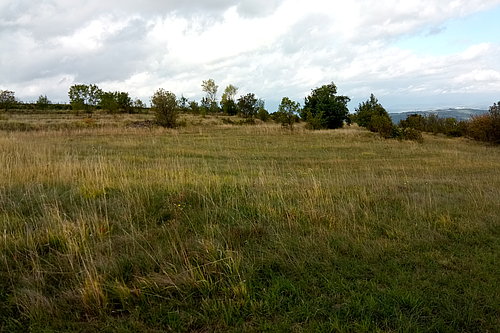 fotografija suhega travnika s posameznimi grmi