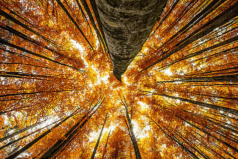 pogled v krošnje bukovih dreves jeseni