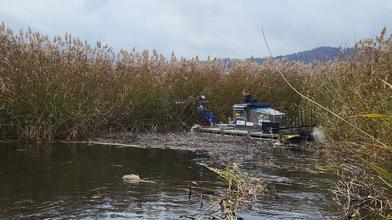 Z amfibijskim vozilom lahko kosimo nad in pod vodno gladino, mulčamo ali odstranjujemo odmrlo biomaso (foto: Damjan Intihar, NRP) Z amfibijskim vozilom lahko kosimo nad in pod vodno gladino, mulčamo ali odstranjujemo odmrlo biomaso (foto: Damjan Intihar, NRP)