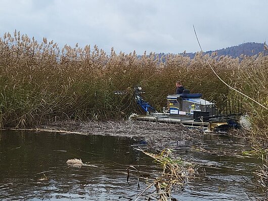 Z amfibijskim vozilom lahko kosimo nad in pod vodno gladino, mulčamo ali odstranjujemo odmrlo biomaso (foto: Damjan Intihar, NRP)