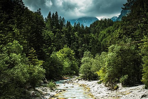 alpska reka, obdana z gozdom