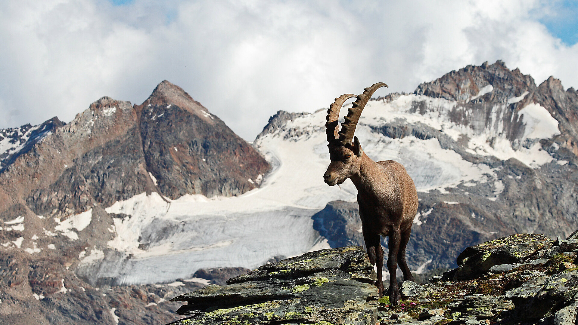 Alpski kozorog (Foto: Miha Krofel)