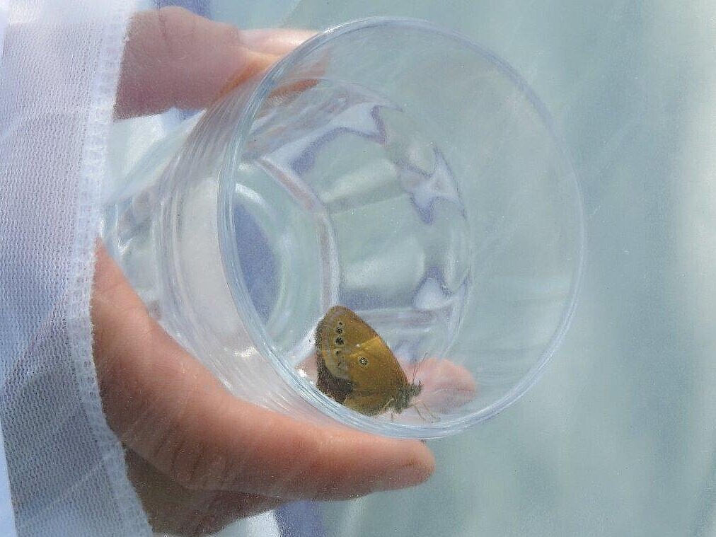 Vsaka od ujetih samic je jajčeca odložila v svoj insektarij (foto: Marinka Kržič)
