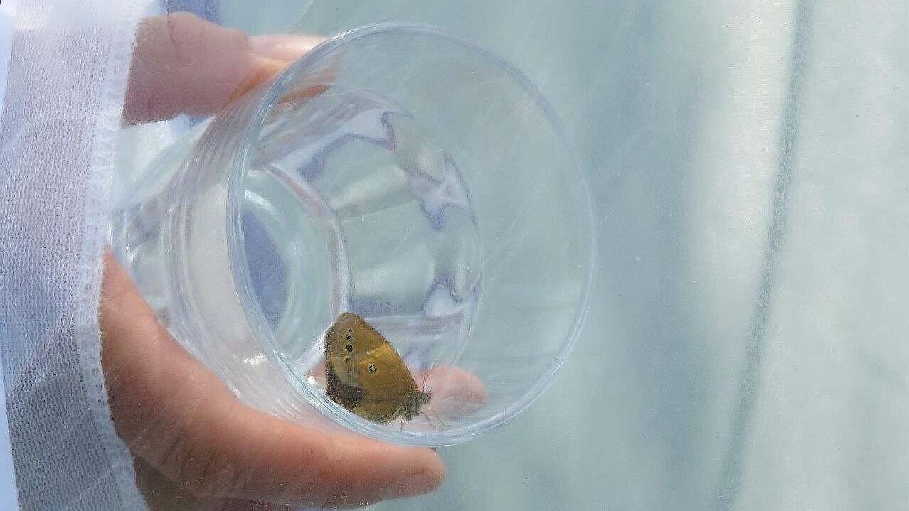 Vsaka od ujetih samic je jajčeca odložila v svoj insektarij (foto: Marinka Kržič)