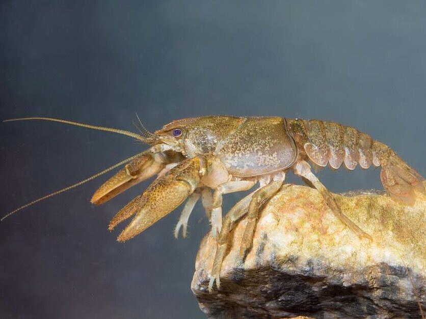 rak navadni koščak