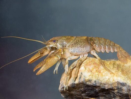 rak navadni koščak