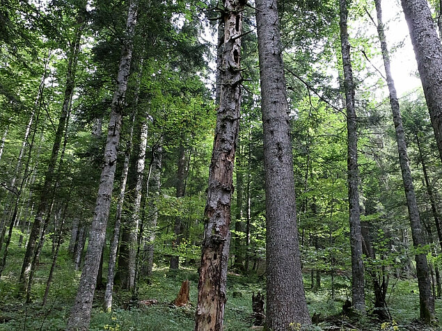 Odmrla lesna biomasa