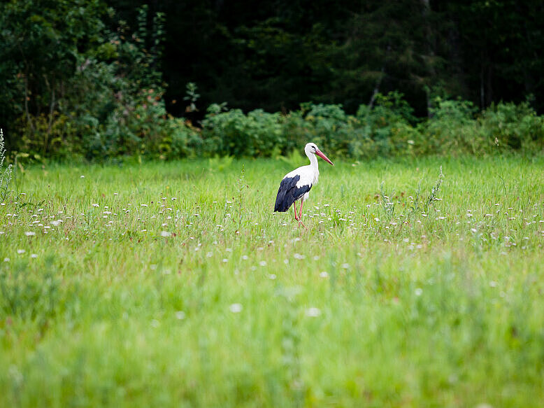 bela štorklja na travniku