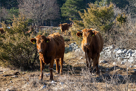 fotografija treh krav med grmovjem na Krasu