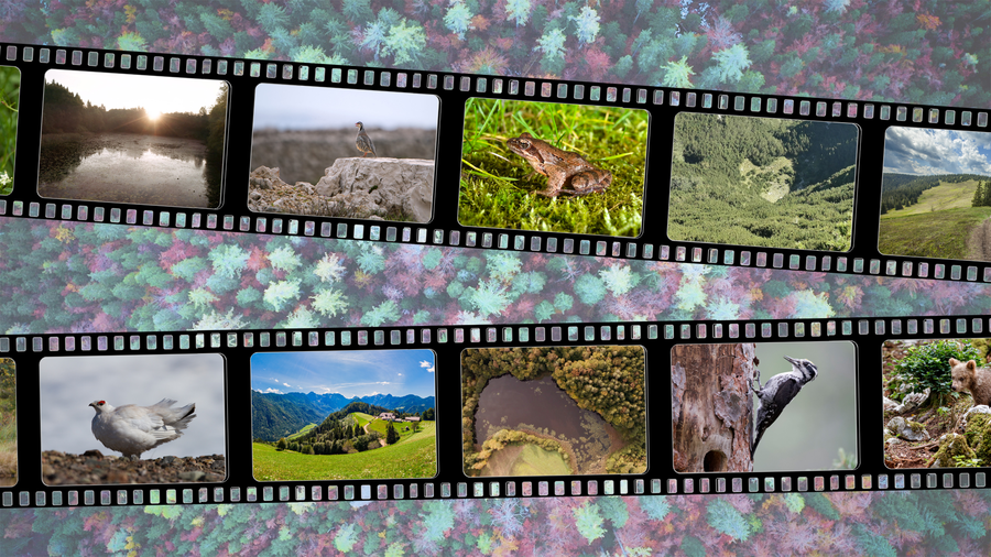Simbolični prikaz dokumentarnih filmov - video trakovi s slikam iživali, v ozadju slika gozda