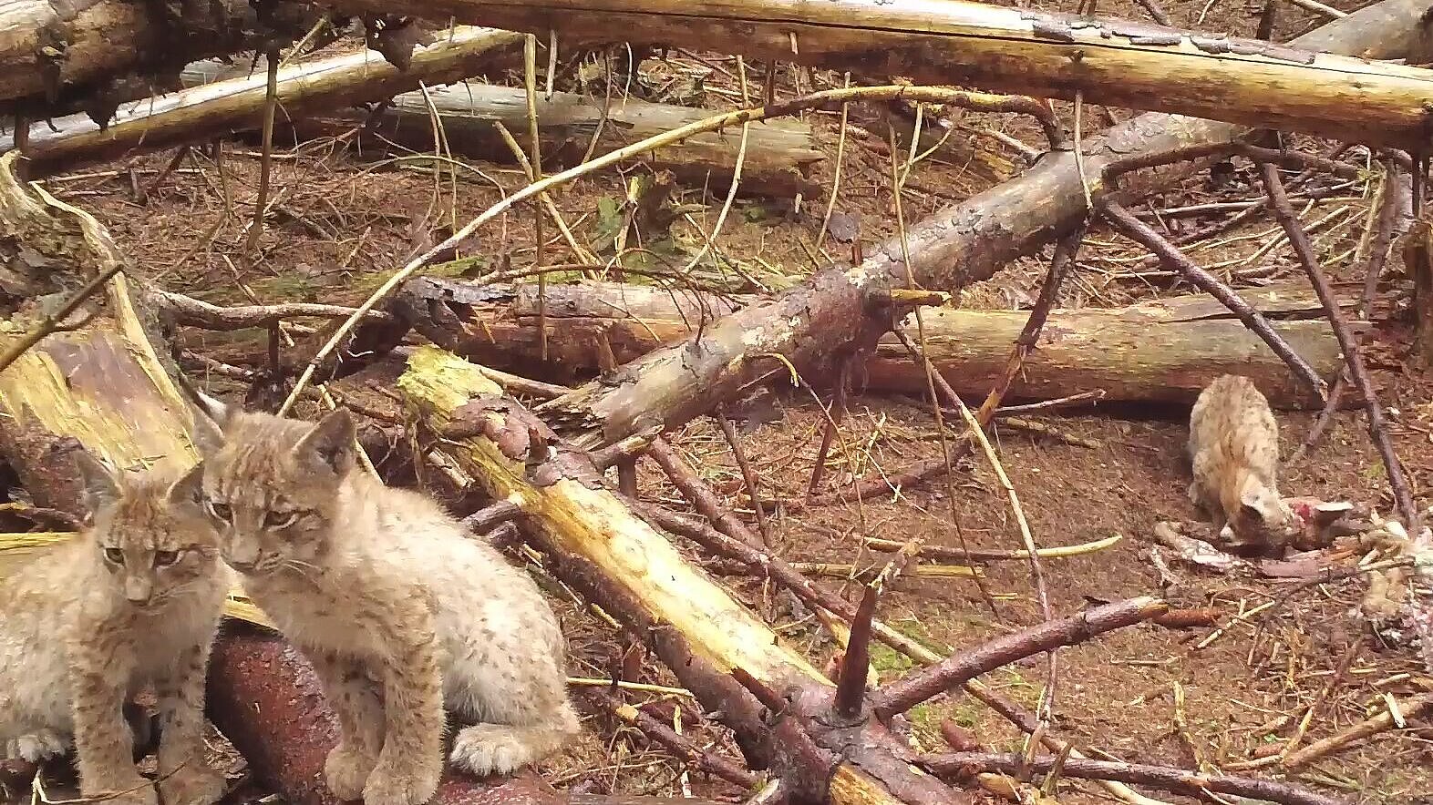 Risji mladiči iz slovenskih Alp (foto: LIFE Lynx)