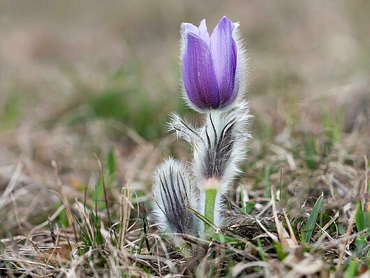 fotografija velikočnice - cvetlice z vijoličnim cvetom tulipanaste oblike, ki je v celoti prekrita z dolgimi belimi dlačicami
