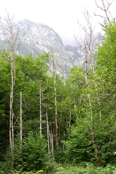 sušenje jesena