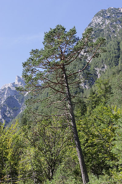 rdeči bor