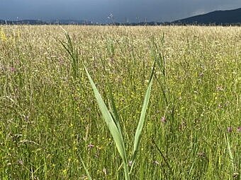 Ekstenzivno travišče (foto: ZRC SAZU in FGG)