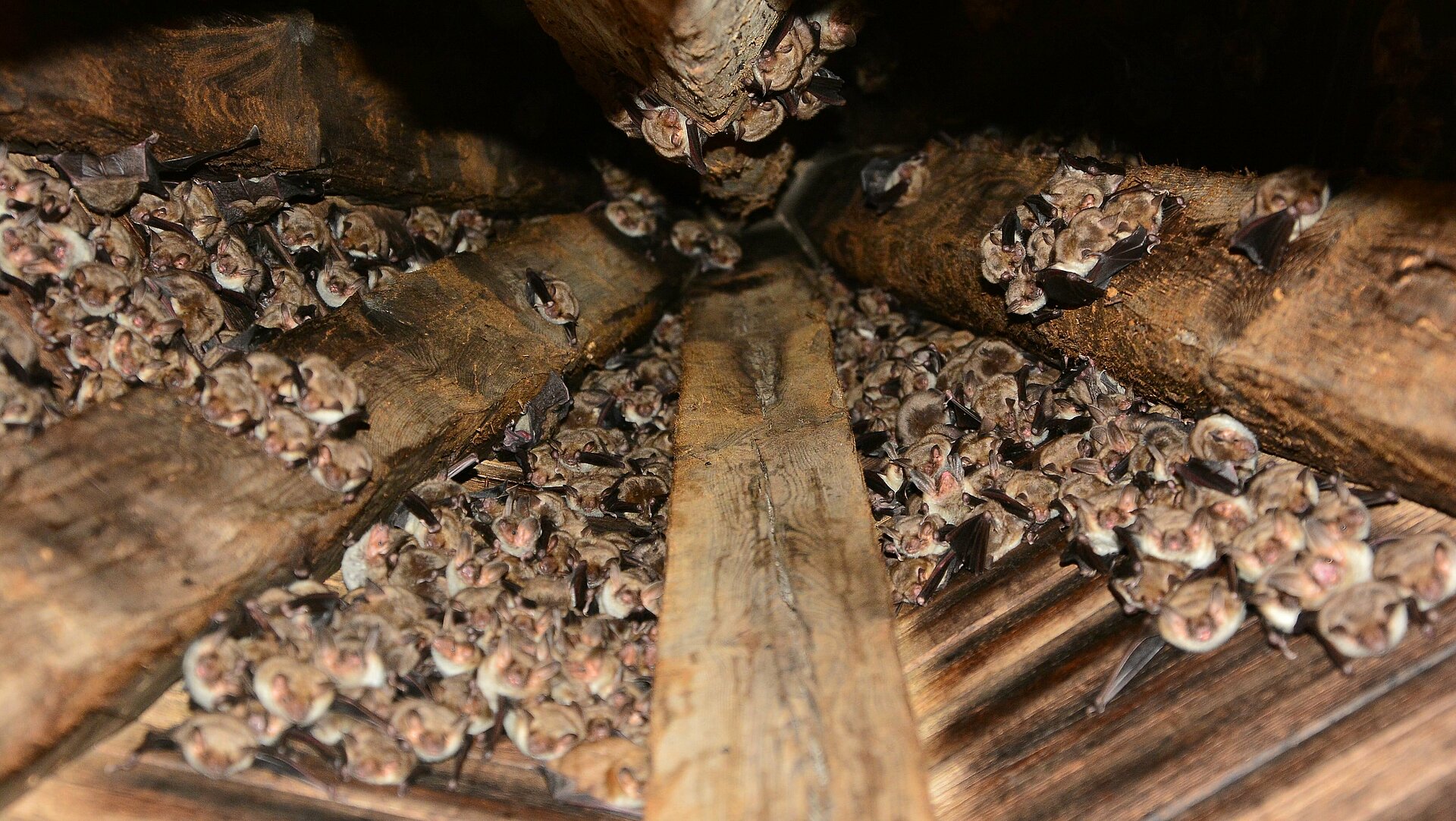 Porodniška skupina navadnega netopirja v kapeli v Vučji Gomili (Foto: Gregor Domanjko, Javni zavod Krajinski park Goričko)