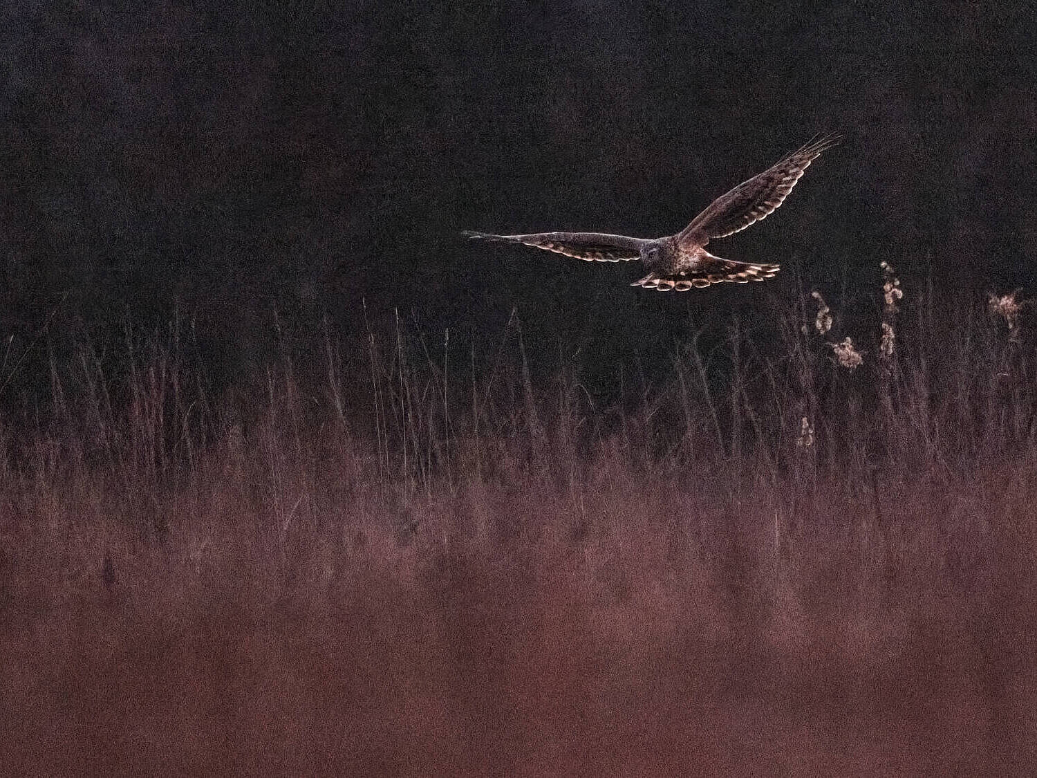 Samica pepelastega lunja v večernem mraku – med nizkim preletom v travi išče primerno mesto za prenočevanje. (foto: Davorin Tome, NIB)