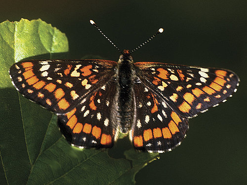 fotografija metulja gozdni postavnež z zgornje strani - razprta krila mozaične obarvano rjavo, oranžno in belo