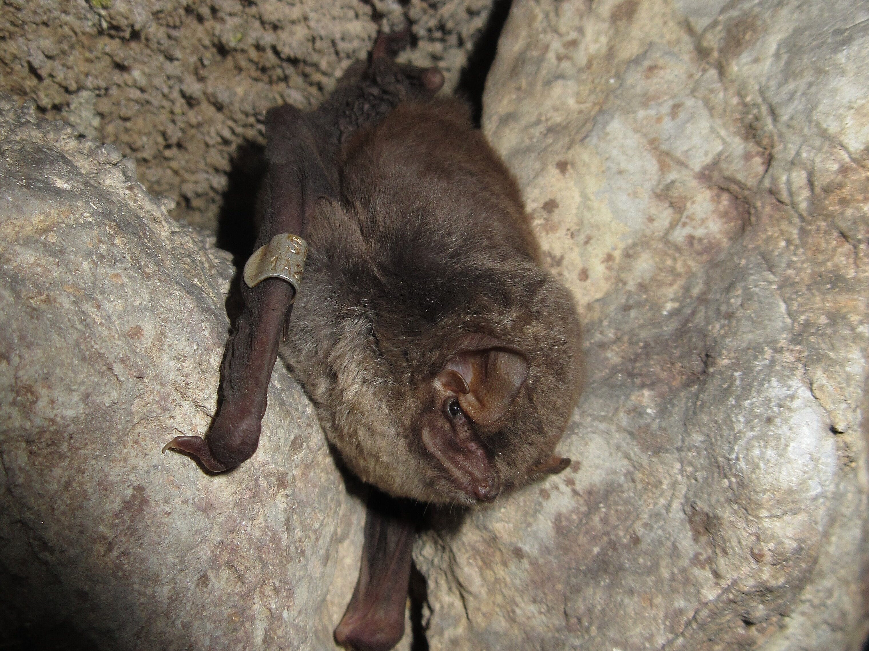 Dolgokrili netopir (foto: Primož Presetnik)