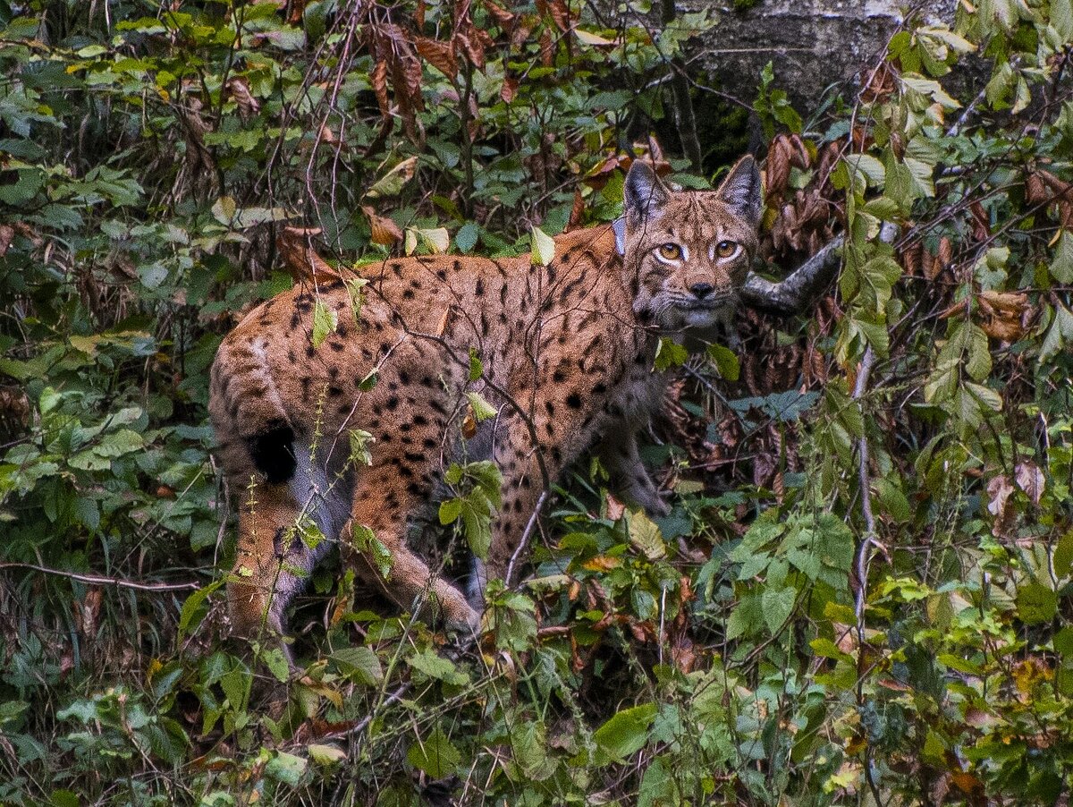 Dve evropski raziskavi do novih pomembnih spoznanj o risu - NATURA2000