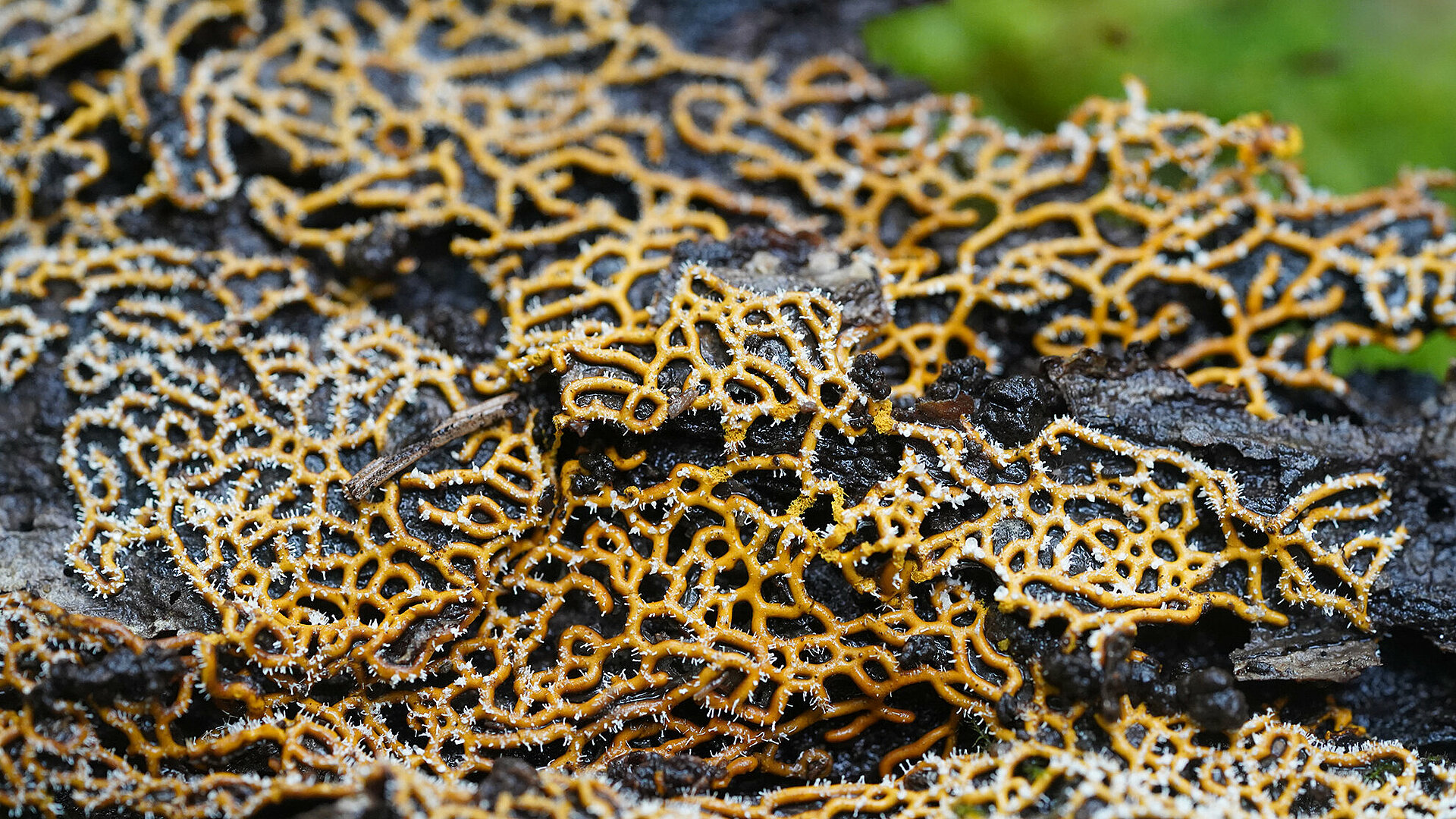 Poseben primer parazitizma - gliva Polycephalomyces tomentosus zajeda pravo sluzavko Hemitrichia serpula (foto: Luka Šparl)