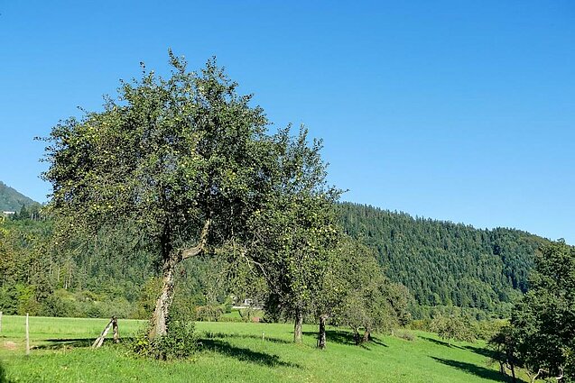 Visokodebelni sadovnjak na travniku