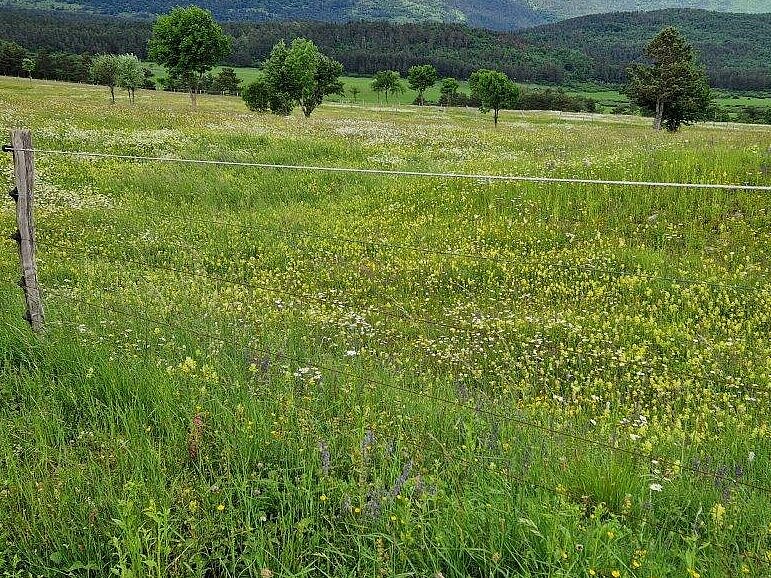 Cvetoči travnik z ograjo (foto: arhiv projekta LIFE-IP NATURA.SI)