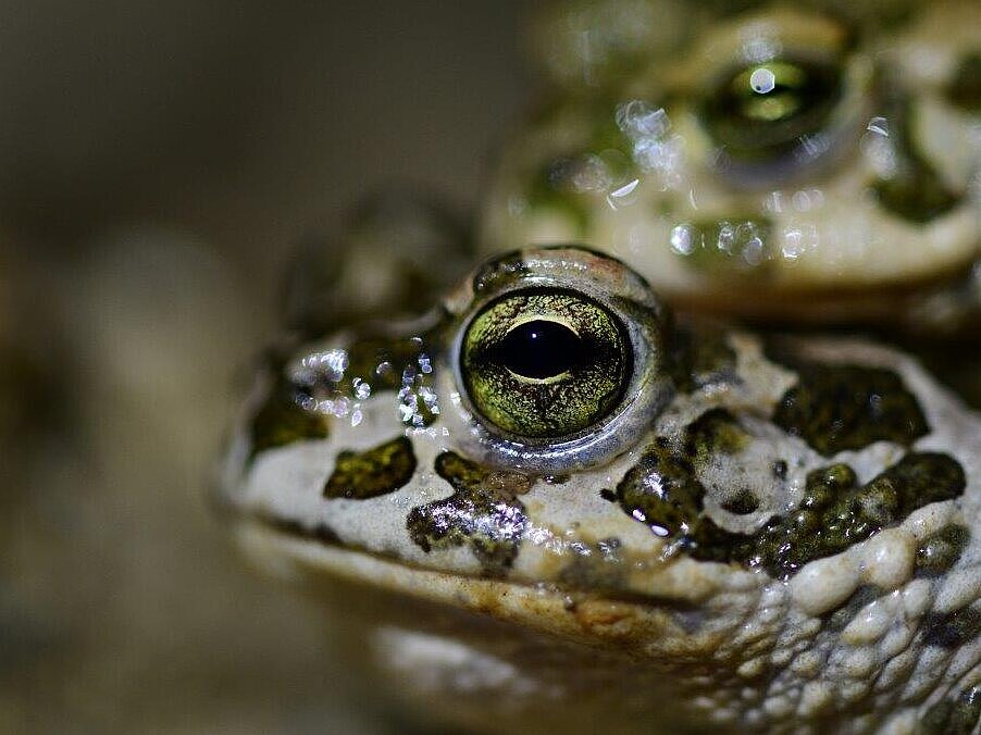 Zelena krastača (foto: Leon Lojze Zamuda)