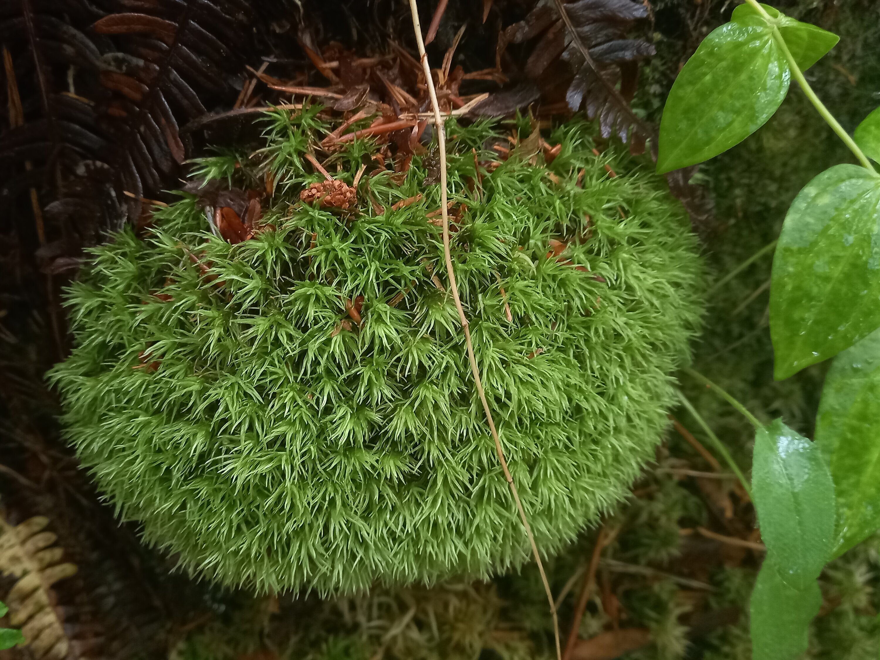 Blazinasti beli mah (Leucobryum glaucum) (foto: Matej Petkovšek)