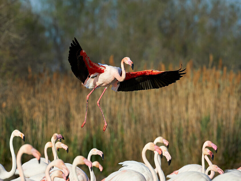 jata plamencev na vodi