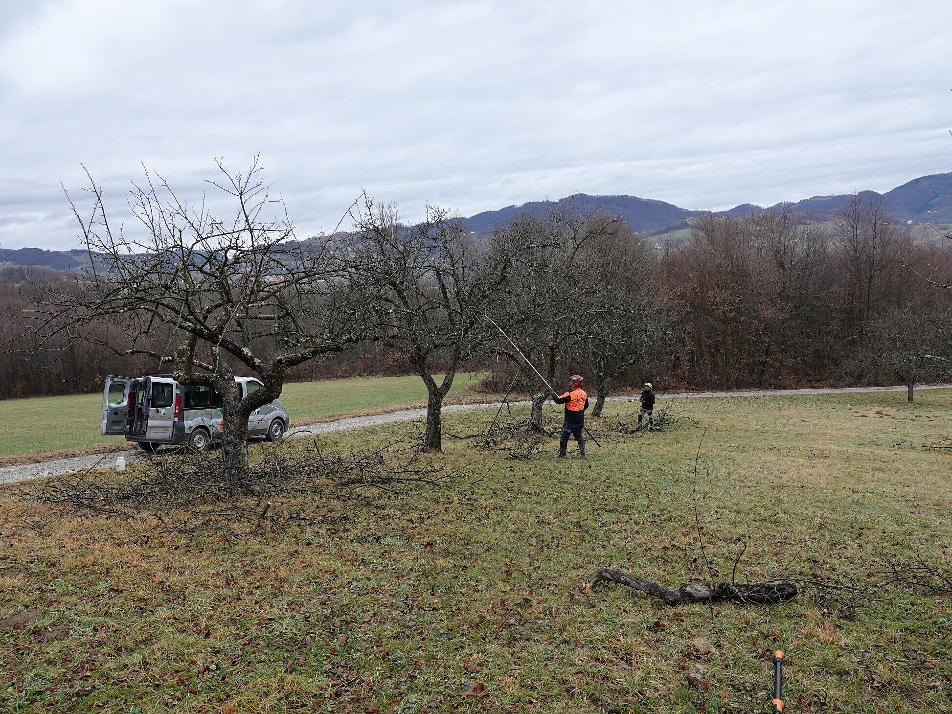 Obnova travniških sadovnjakov v Kozjanskem parku