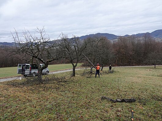 Obnova travniških sadovnjakov v Kozjanskem parku