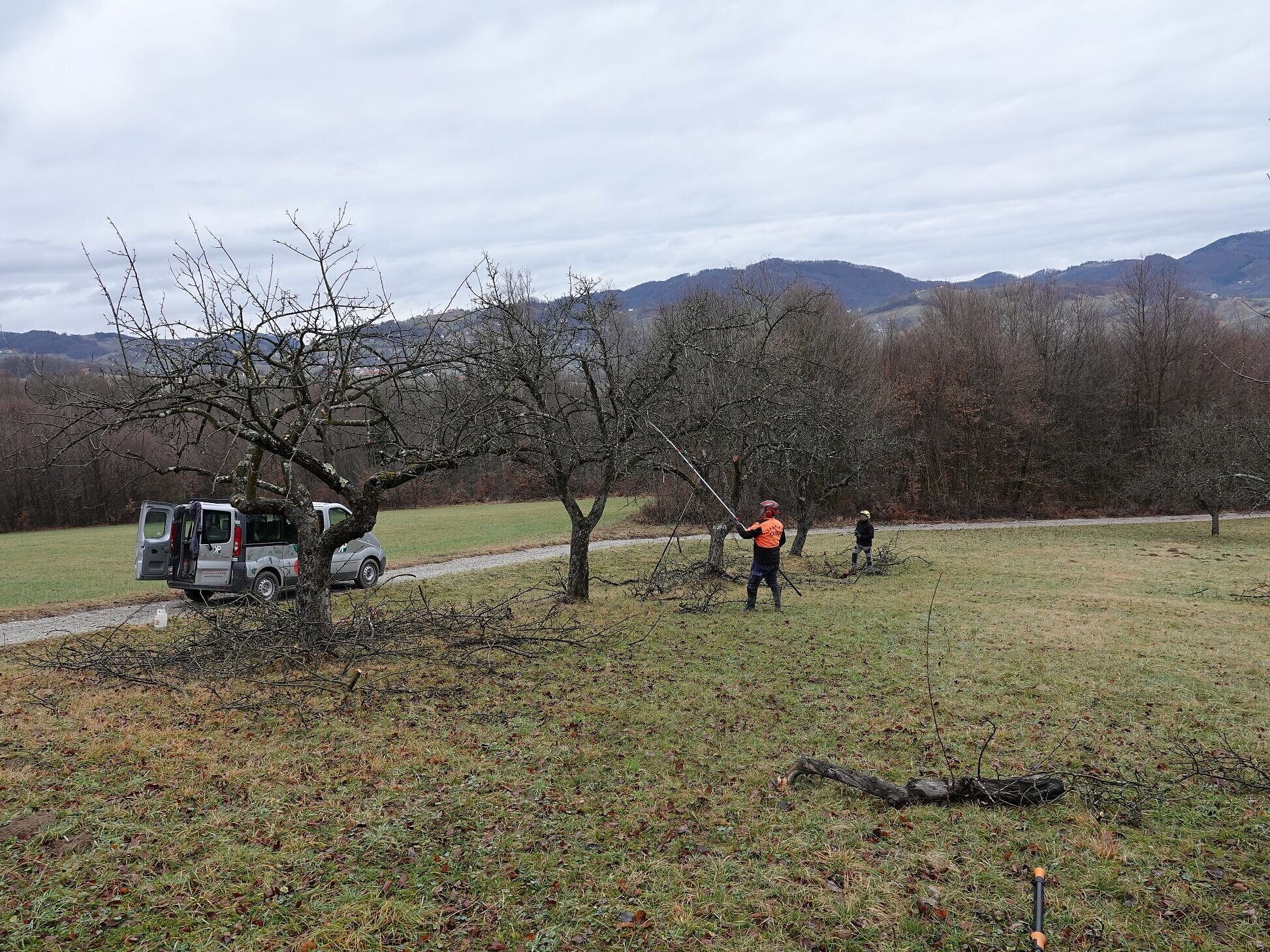Obnova travniških sadovnjakov v Kozjanskem parku